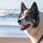 dog, beach, water